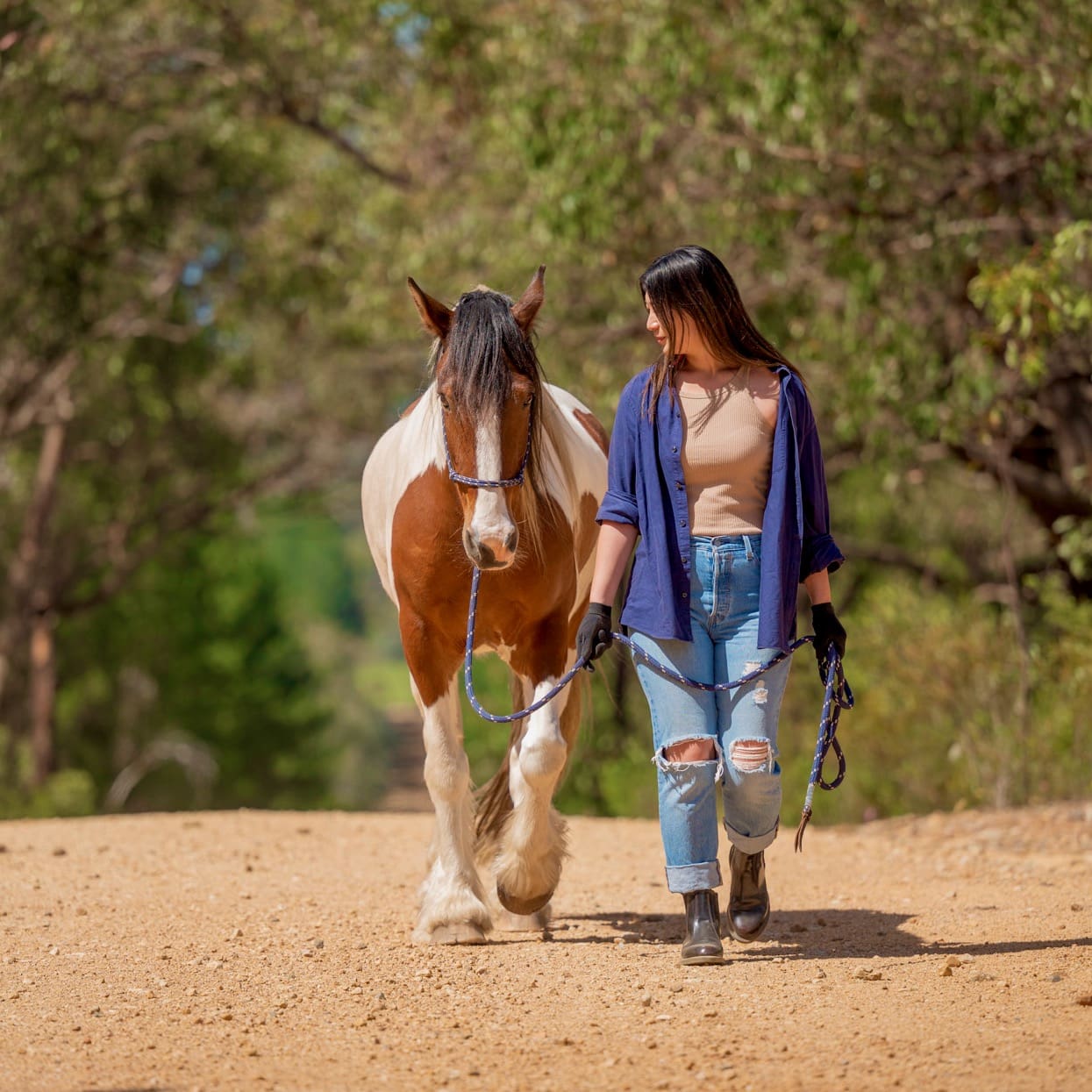 Walking with Horses eye to eye as equals
