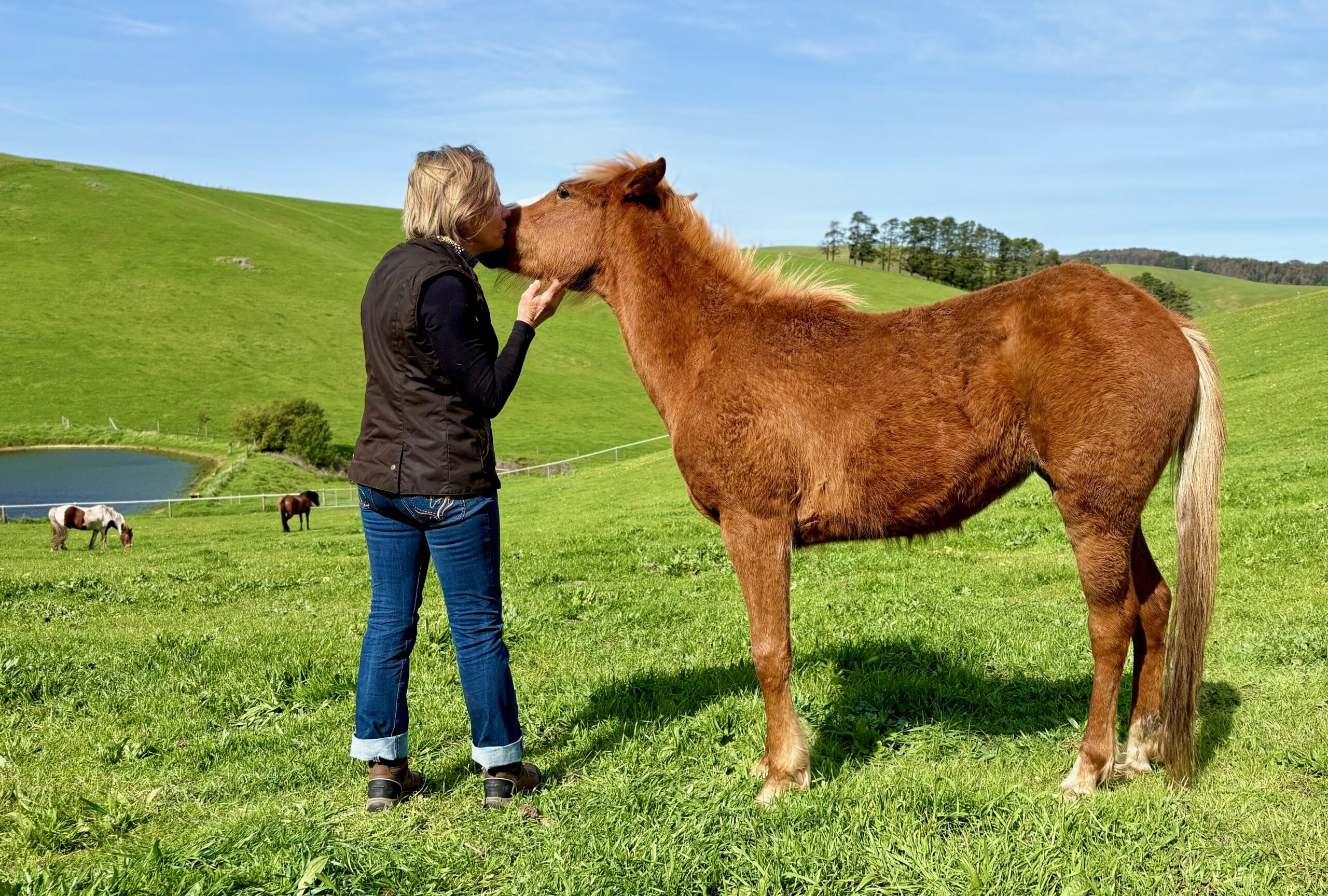 Just Be farm experience with free roaming horses