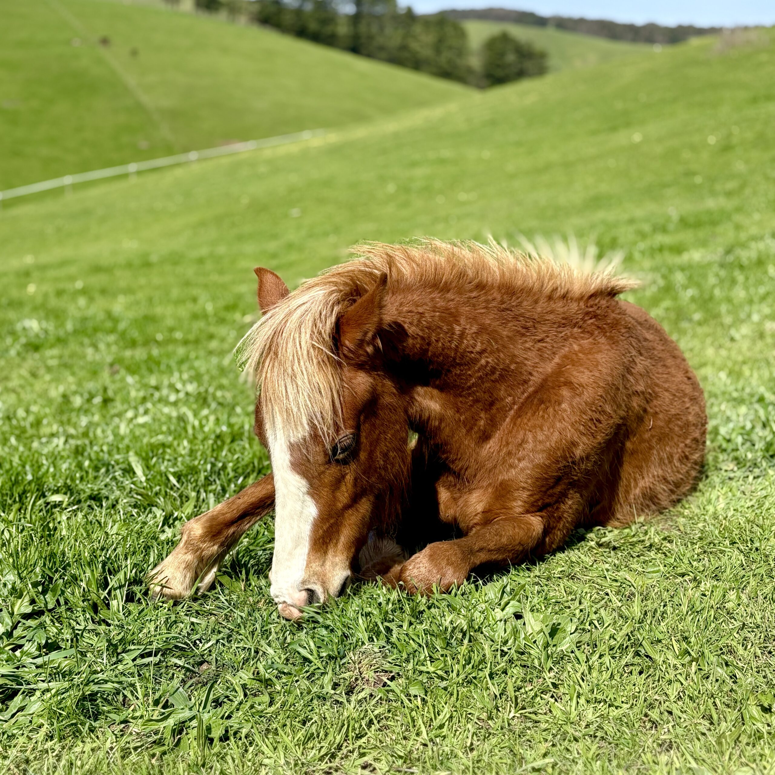 Meet The Horses 'Scout'