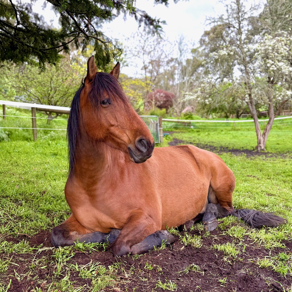 Rehomed horse Saxon